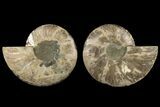 Agatized, Cut & Polished Ammonite Fossil - Madagasar #184295-1
